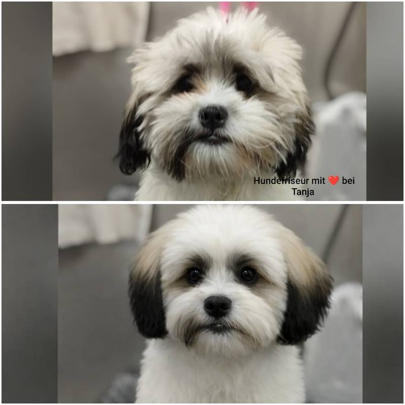 Hundefriseur mit Herz ❤️ bei Tanja