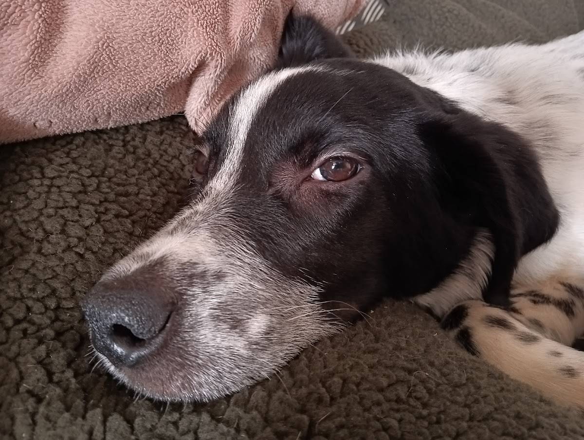 Hundzahm - Privates Hundetraining und Hundetagesbetreuung