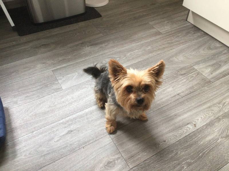Nicky‘s Fellpflege Hundesalon