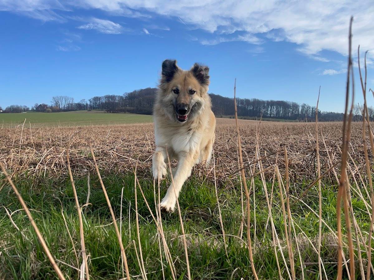Hundeschule SANTO - tierisches Wohlbefinden