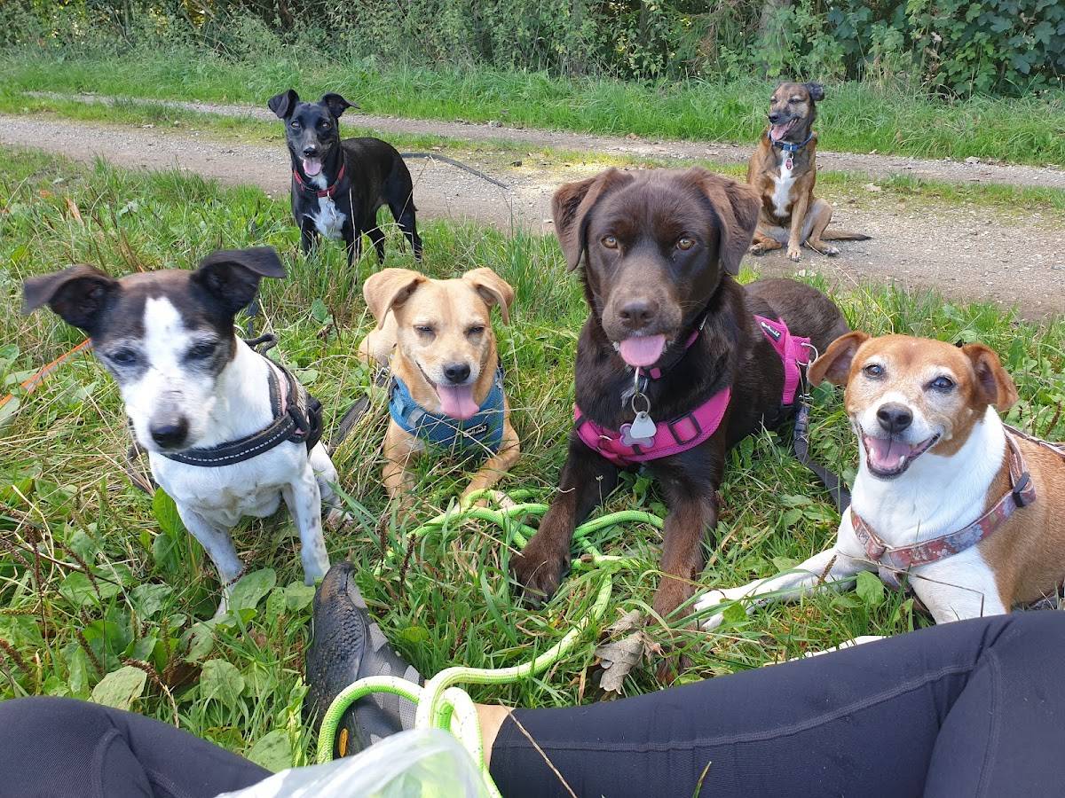 Pfötchen im Wunderland - Hundebetreuung und Gassi-Service
