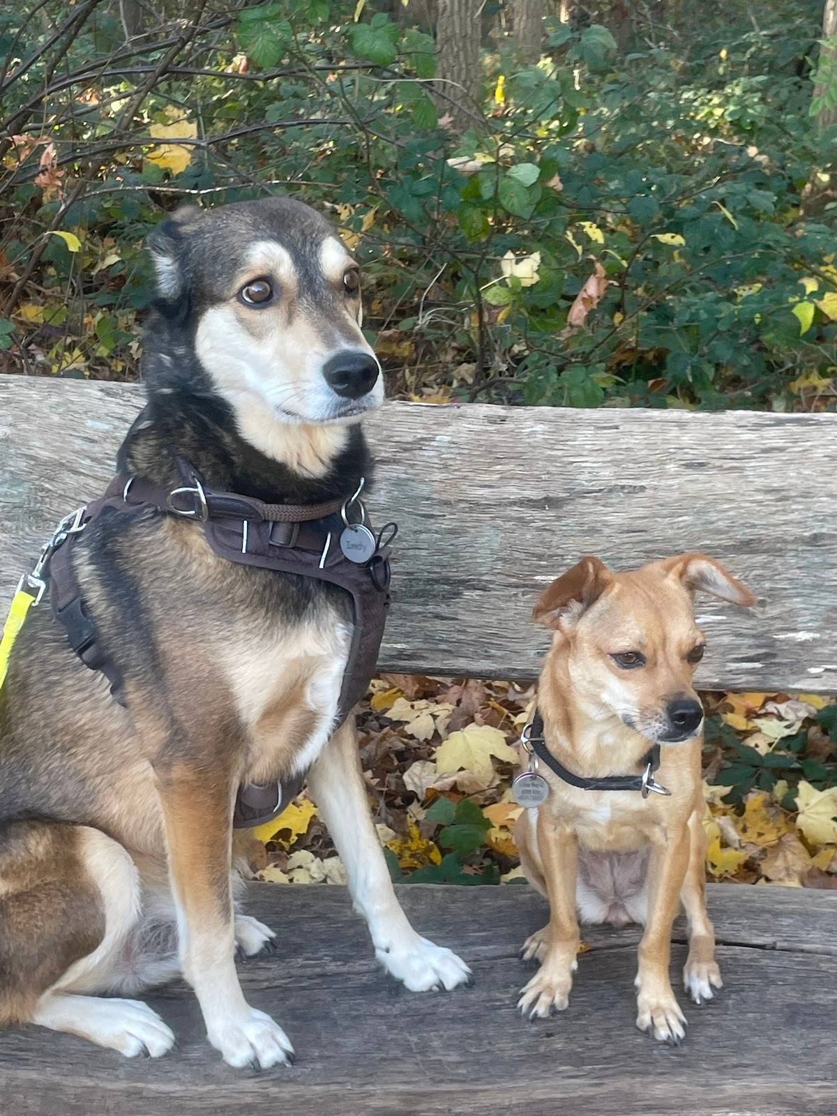 Hundetraining-Köln-Süd