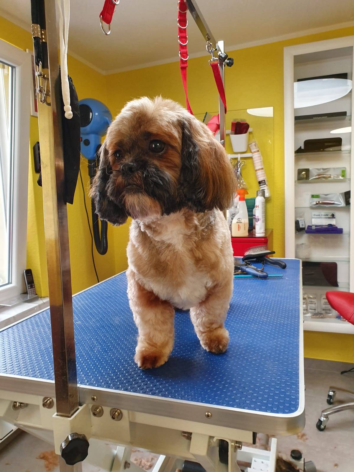 Hundesalon Tinas Pfoten Wellness Oase