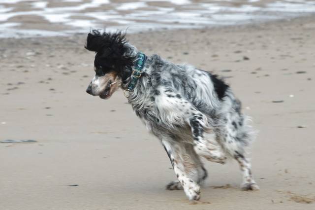 Praxis für Hundephysiotherapie Tanja Walter