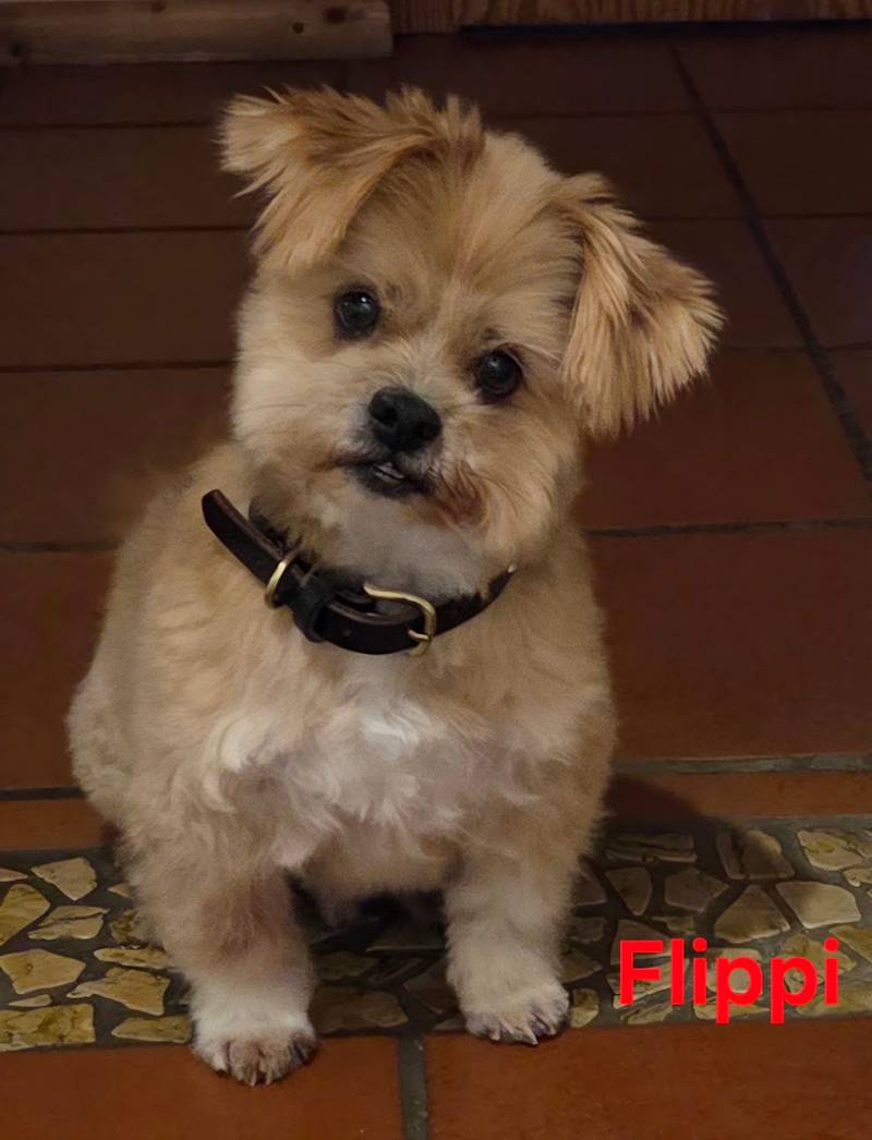 Sylvia Weißbach Hundefriseur & Naturheilverfahren