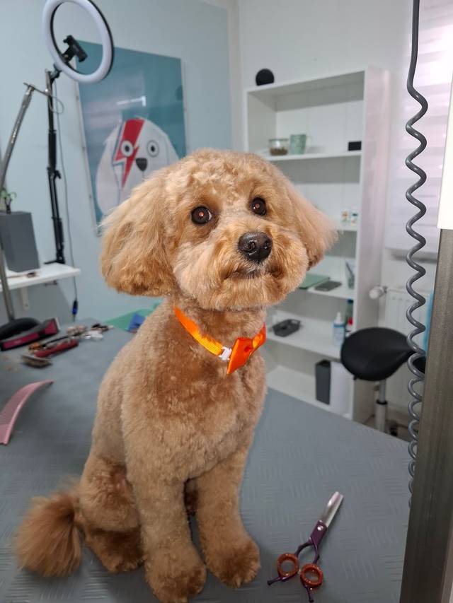 Tiersalon für Hunde und Katzen Pati Fellness