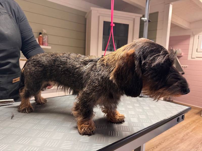 Pooches "n Plüsch Hundesalon Hundefriseur