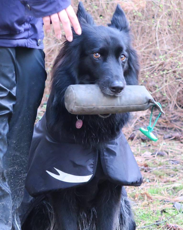 Workout Dogs - Dummytraining Wiemers