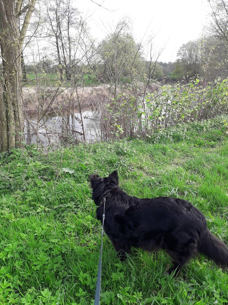 Hundewiese Wildeshausen