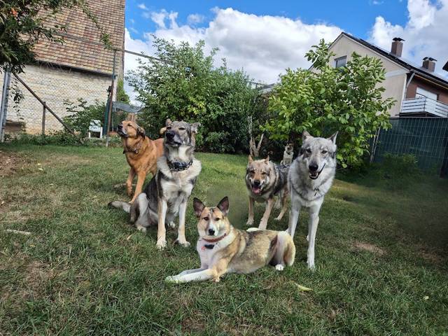 DogsFit4future Damal