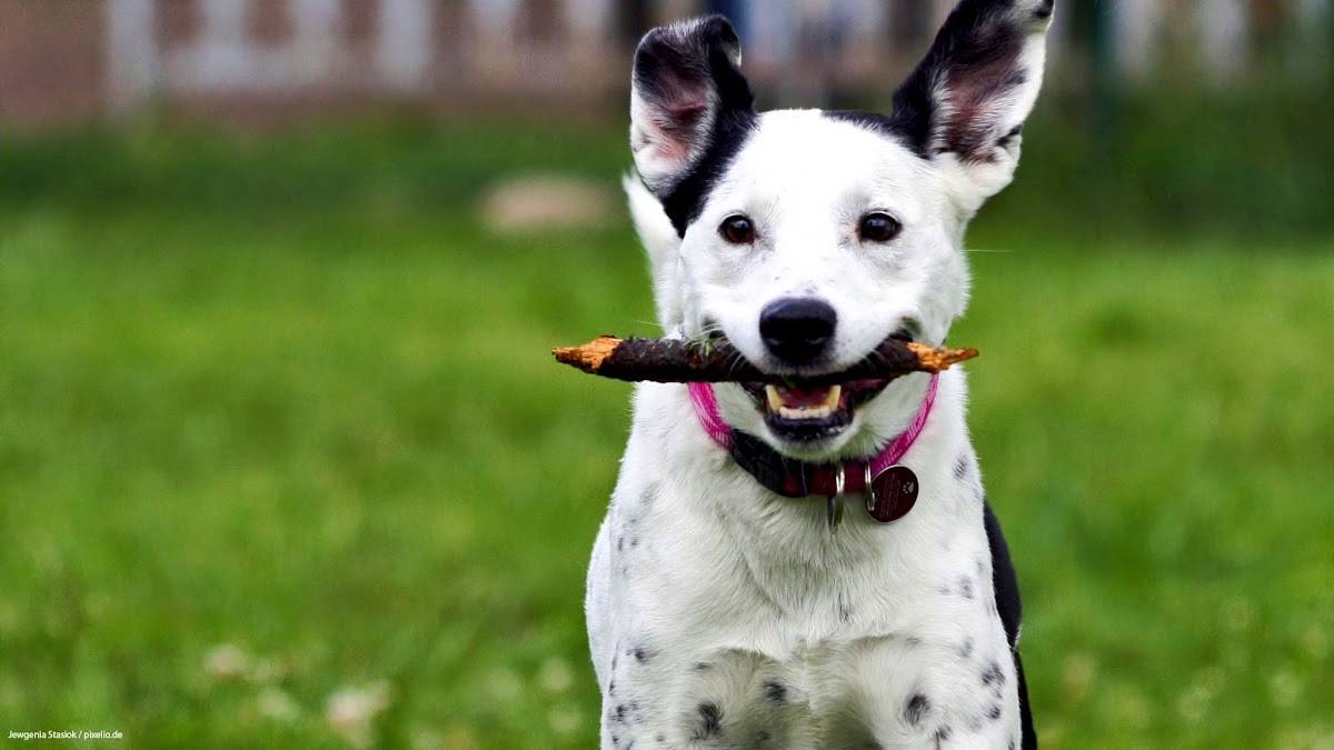 Hundeschule Freude am Hund – München Pasing