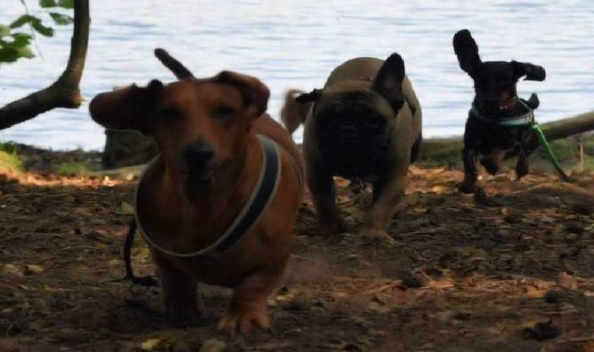 Dogsfun, little Dogs only