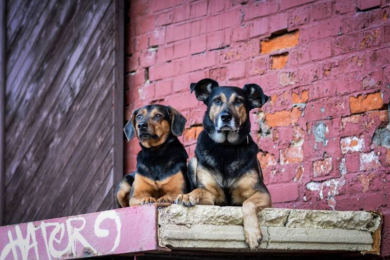 Hundeschule Thümer