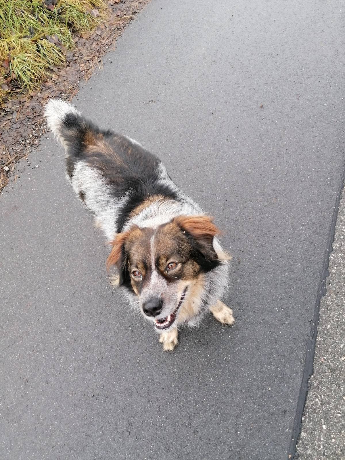 Beauty Dog Coburg