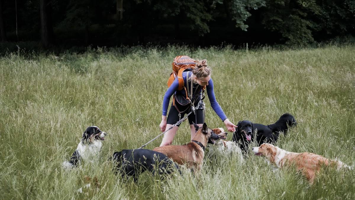 dogleash Hundeschule