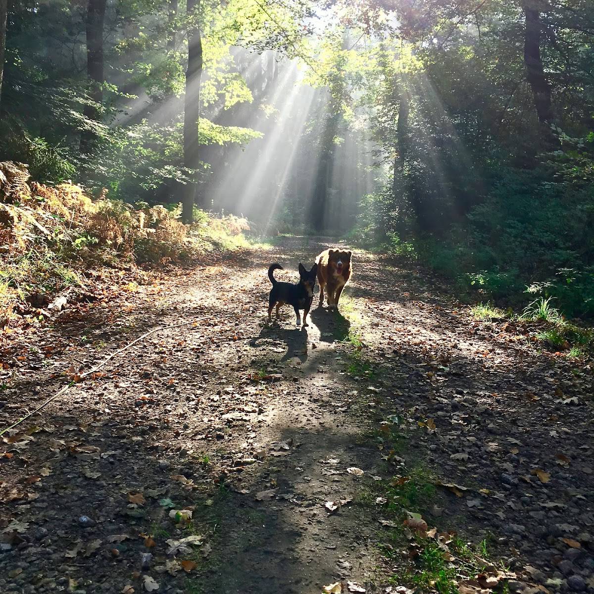 hundsmunter - Hundebetreuung