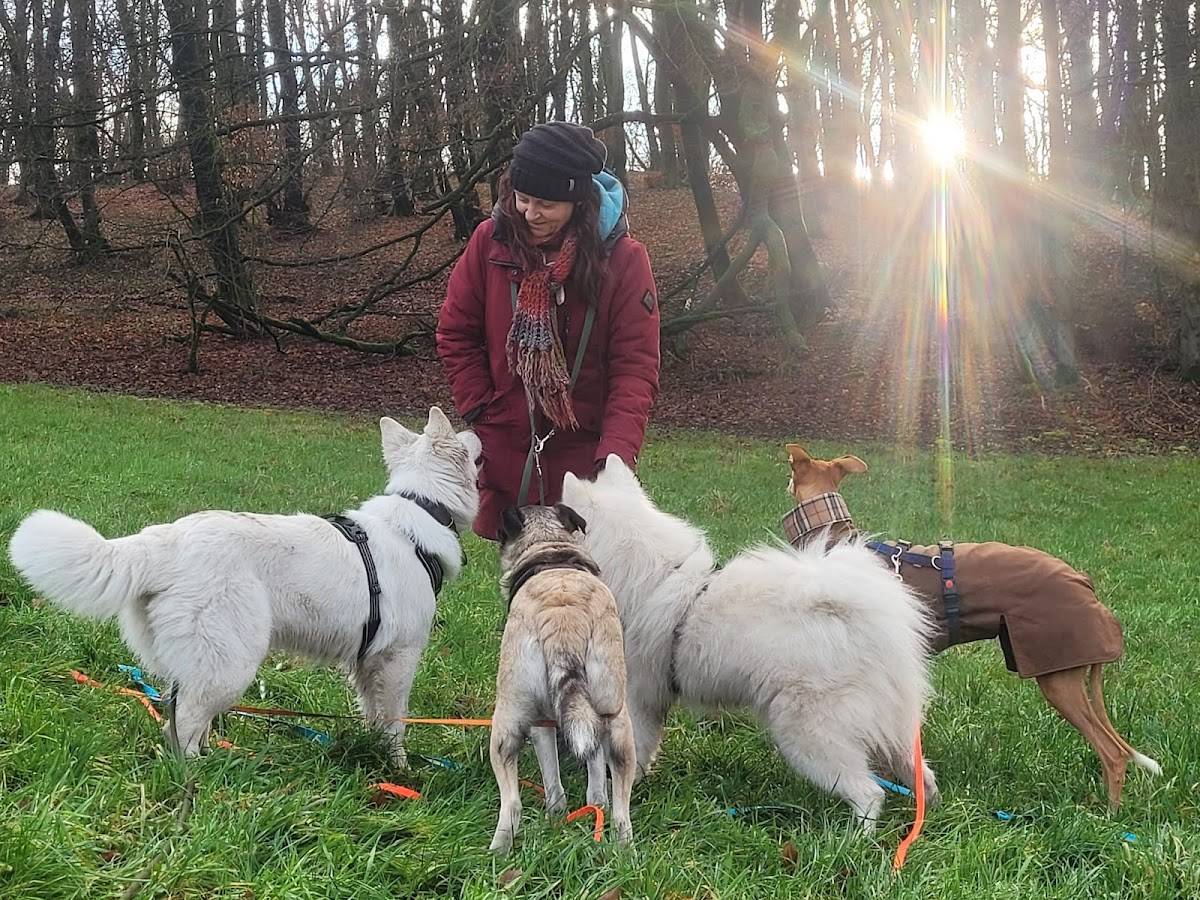 Hundepension Bielefeld