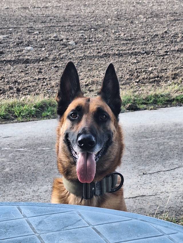 Dog-and-drive