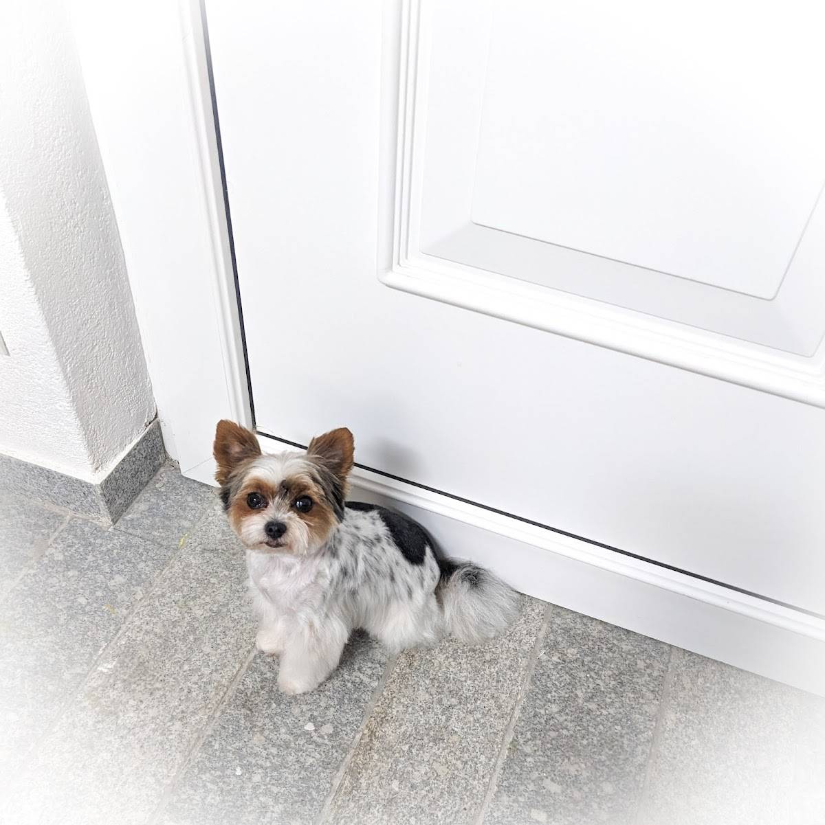 Encanto Hundesalon